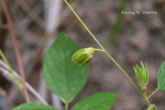 Rhynchosia rufescens